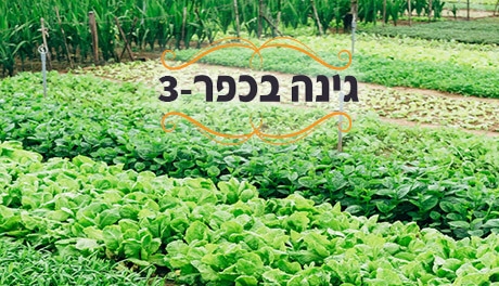 גינה בכפר 3